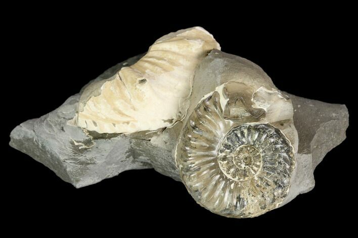Ammonite (Pleuroceras) Fossil in Rock - Germany #125429